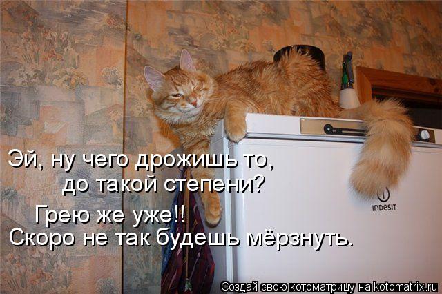 Эй, ну чего дрожишь то, до такой степени? Грею же уже!! Скоро не так будешь мёрзнуть.... Котоматрица: Эй, ну чего дрожишь то, до такой степени? Грею же уже!! Скоро не так будешь мёрзнуть.