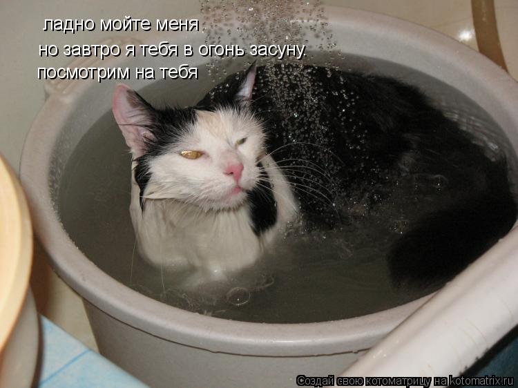 ладно мойте меня но завтро я тебя в огонь засуну. посмотрим на тебя... Котоматрица: ладно мойте меня но завтро я тебя в огонь засуну. посмотрим на тебя