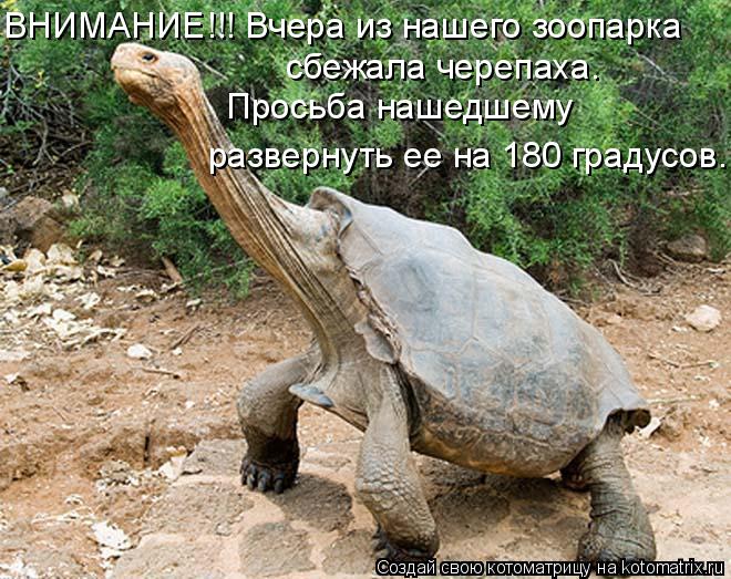 ВНИМАНИЕ!!! Вчера из нашего зоопарка сбежала черепаха. Просьба нашедшему развернуть ее на Просьба на... Котоматрица: ВНИМАНИЕ!!! Вчера из нашего зоопарка сбежала черепаха. Просьба нашедшему развернуть ее на Просьба нашедшему развернуть ее на 180 градусов.