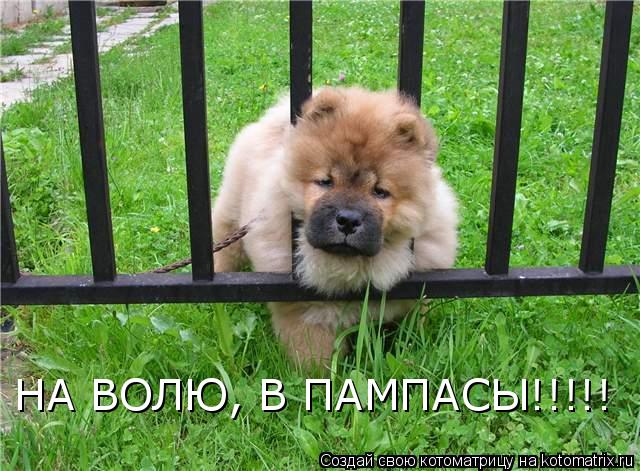 НА ВОЛЮ, В ПАМПАСЫ!!!!!... Котоматрица: НА ВОЛЮ, В ПАМПАСЫ!!!!!