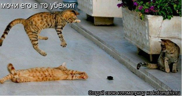 мочи его а то убежит... Котоматрица: мочи его а то убежит