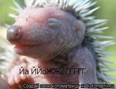 Йа ЙЙоЖЖеГГГГГ... Котоматрица: Йа ЙЙоЖЖеГГГГГ