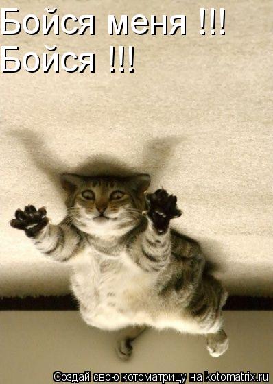 Бойся меня !!! Бойся !!!... Котоматрица: Бойся меня !!! Бойся !!!