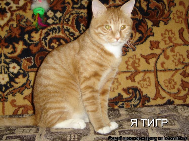 Я ТИГР... Котоматрица: Я ТИГР