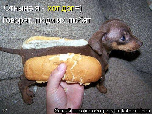 Отныне я - хот дог =) Говорят, люди их любят.... Котоматрица: Отныне я - хот дог =) Говорят, люди их любят.