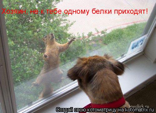 Хозяин, не к тебе одному белки приходят!... Котоматрица: Хозяин, не к тебе одному белки приходят!