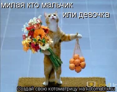 милая кто мальчик или девочка... Котоматрица: милая кто мальчик или девочка