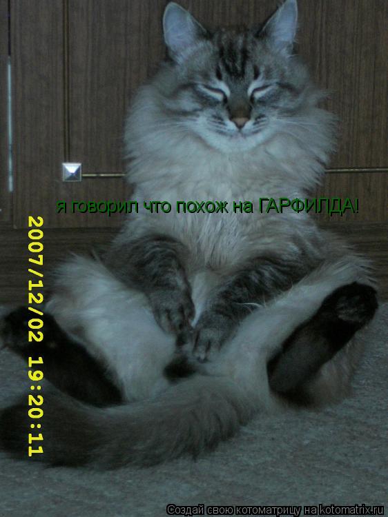 я говорил что похож на ГАРФИЛДА!... Котоматрица: я говорил что похож на ГАРФИЛДА!