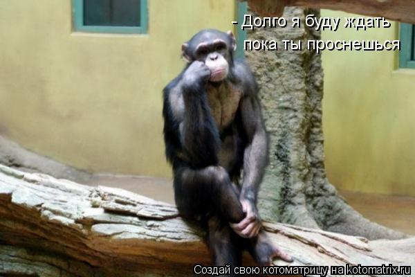 - Долго я буду ждать пока ты проснешься... Котоматрица: - Долго я буду ждать пока ты проснешься