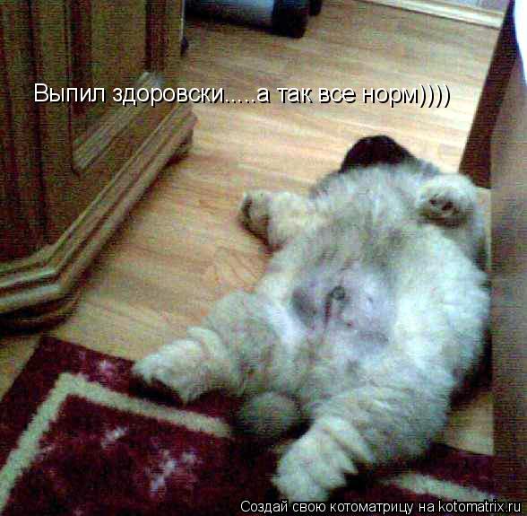 Выпил здоровски.....а так все норм))))... Котоматрица: Выпил здоровски.....а так все норм))))