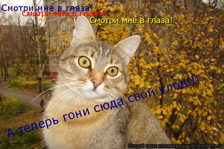 Котоматрица: Смотри мне в глаза! Смотри мне в глаза! Смотри мне в глаза! А теперь гони сюда свой улов!!! А теперь гони сюда свой улов!!!