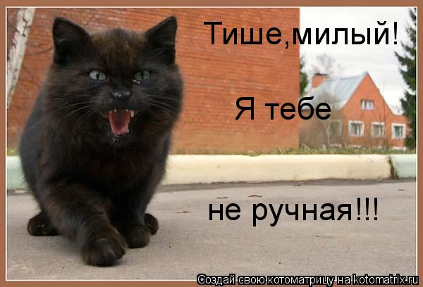 Тише,милый! Я тебе не ручная!!!... Котоматрица: Тише,милый! Я тебе не ручная!!!