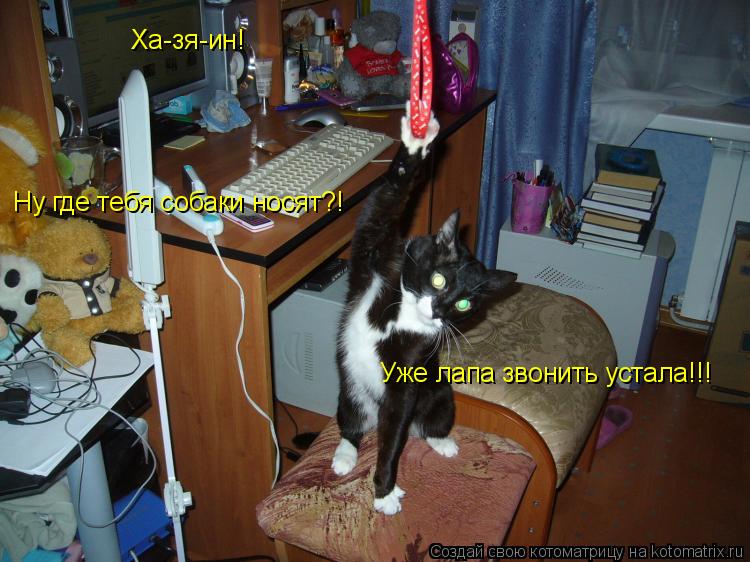 Ха-зя-ин! Ну где тебя собаки носят?! Уже лапа звонить устала!!!... Котоматрица: Ха-зя-ин! Ну где тебя собаки носят?! Уже лапа звонить устала!!!