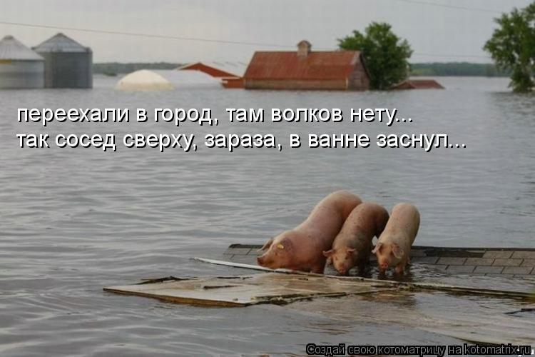 переехали в город, там волков нету... так сосед сверху, зараза, в ванне заснул...... Котоматрица: переехали в город, там волков нету... так сосед сверху, зараза, в ванне заснул...