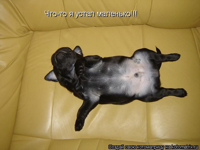Что-то я устал маленько!!!... Котоматрица: Что-то я устал маленько!!!