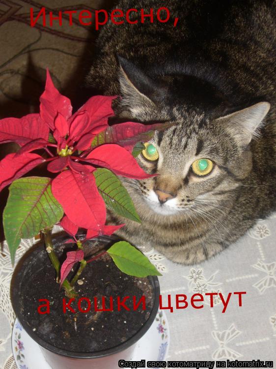 Интересно, а кошки цветут... Котоматрица: Интересно, а кошки цветут