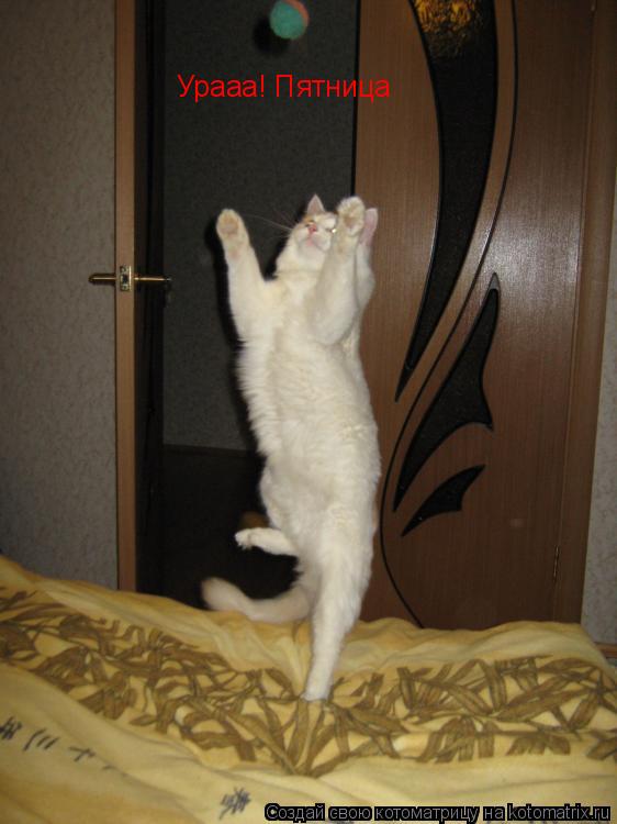 Урааа! Пятница... Котоматрица: Урааа! Пятница