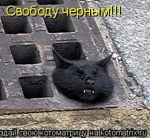 Свободу черным!!!... Котоматрица: Свободу черным!!!