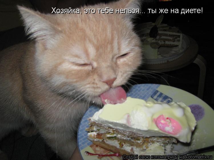 Хозяйка, это тебе нельзя... ты же на диете!... Котоматрица: Хозяйка, это тебе нельзя... ты же на диете!