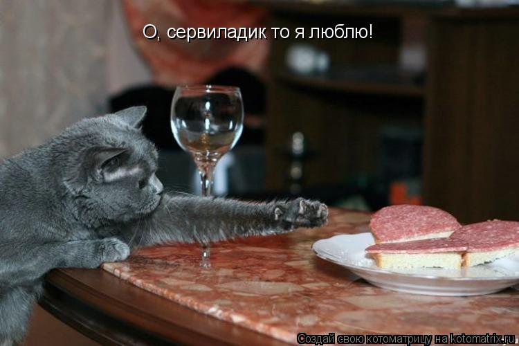 О, сервиладик то я люблю!... Котоматрица: О, сервиладик то я люблю!