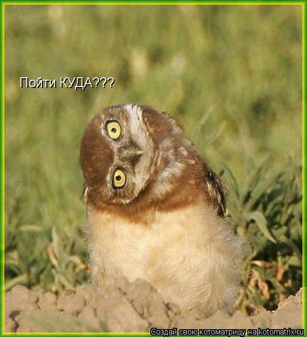 Пойти КУДА???... Котоматрица: Пойти КУДА???
