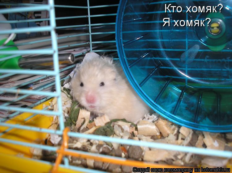 Кто хомяк? Я хомяк?... Котоматрица: Кто хомяк? Я хомяк?