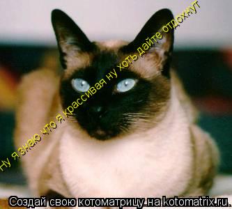 Ну я знаю что я крассивая ну хоть дайте отдохнут... Котоматрица: Ну я знаю что я крассивая ну хоть дайте отдохнут