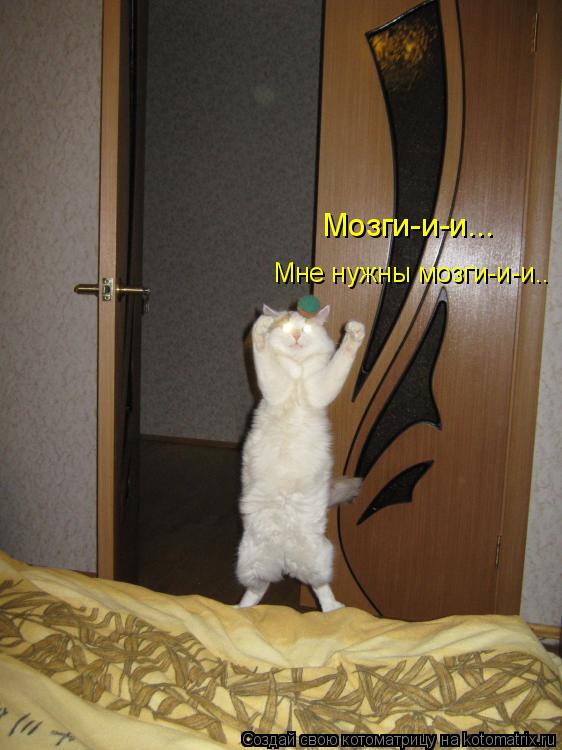 Мне нужны мозги-и-и.. Мозги-и-и...... Котоматрица: Мне нужны мозги-и-и.. Мозги-и-и...