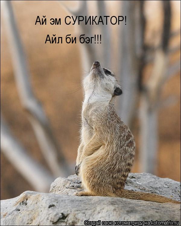 Ай эм СУРИКАТОР! Айл би бэг!!!... Котоматрица: Ай эм СУРИКАТОР! Айл би бэг!!!