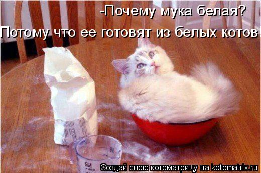 -Почему мука белая? Потому что ее готовят из белых котов!... Котоматрица: -Почему мука белая? Потому что ее готовят из белых котов!