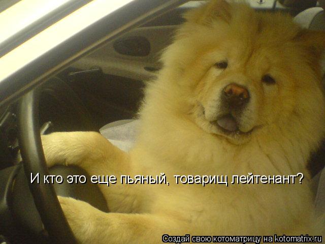 И кто это еще пьяный, товарищ лейтенант?... Котоматрица: И кто это еще пьяный, товарищ лейтенант?