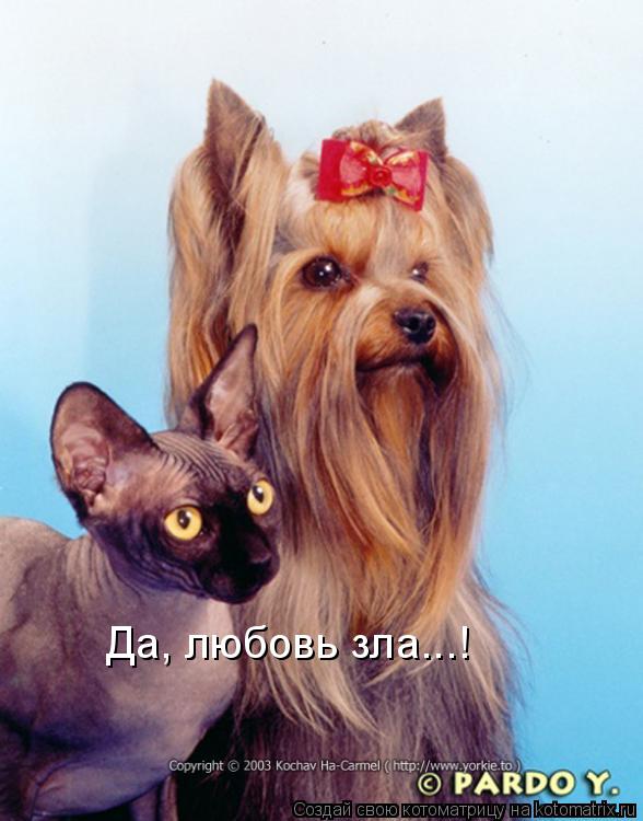 Да, любовь зла...!... Котоматрица: Да, любовь зла...!