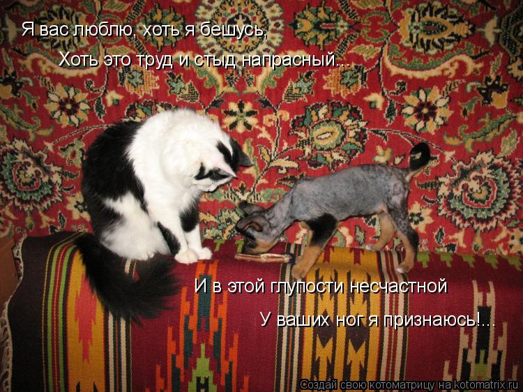 Я вас люблю, хоть я бешусь, И в этой глупости несчастной Хоть это труд и стыд напрасный... У ваших ... Котоматрица: Я вас люблю, хоть я бешусь, И в этой глупости несчастной Хоть это труд и стыд напрасный... У ваших ног я признаюсь!...
