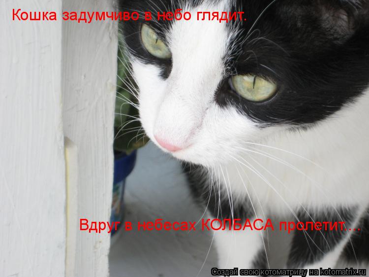 Кошка задумчиво в небо глядит. Вдруг в небесах КОЛБАСА пролетит....... Котоматрица: Кошка задумчиво в небо глядит. Вдруг в небесах КОЛБАСА пролетит....