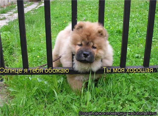 Солнце я тебя обожаю Ты моя хорошая... Котоматрица: Солнце я тебя обожаю Ты моя хорошая