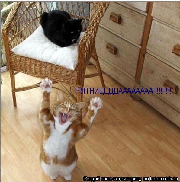 ПЯТНИЦЦЦЦАААААААА!!!!!!!!!!... Котоматрица: ПЯТНИЦЦЦЦАААААААА!!!!!!!!!!