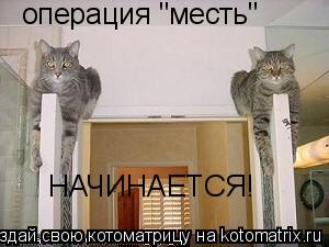 операция "месть" НАЧИНАЕТСЯ!... Котоматрица: операция "месть" НАЧИНАЕТСЯ!