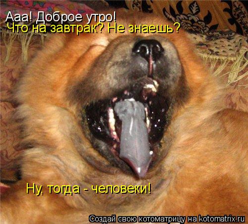 Ааа! Доброе утро! Что на завтрак? Не знаешь? Ну, тогда - человеки!... Котоматрица: Ааа! Доброе утро! Что на завтрак? Не знаешь? Ну, тогда - человеки!