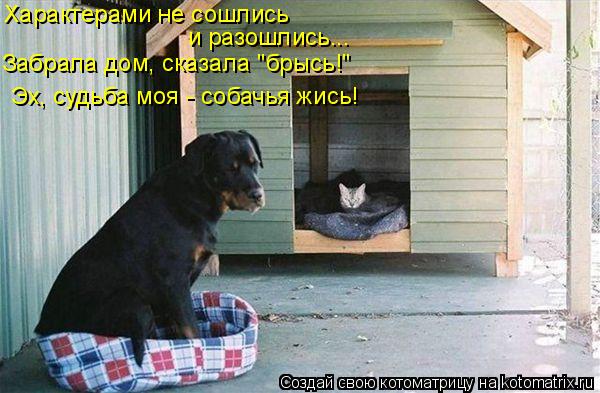 Характерами не сошлись и разошлись... Забрала дом, сказала "брысь!" Эх, судьба моя - собачья жись!... Котоматрица: Характерами не сошлись и разошлись... Забрала дом, сказала "брысь!" Эх, судьба моя - собачья жись!