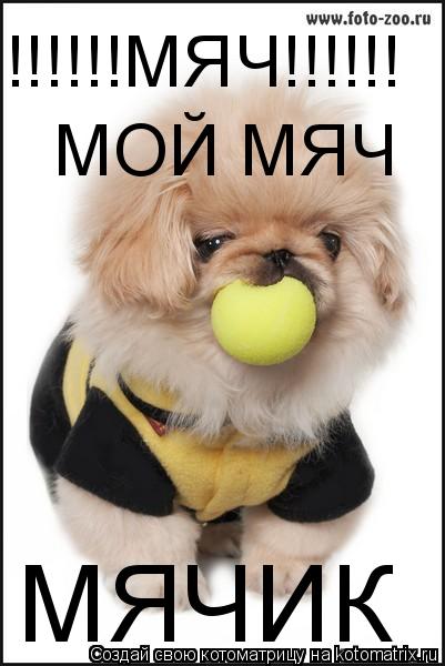 МЯЧИК !!!!!!МЯЧ!!!!!! МОЙ МЯЧ... Котоматрица: МЯЧИК !!!!!!МЯЧ!!!!!! МОЙ МЯЧ