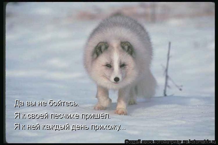 Да вы не бойтесь. Я к своей песчихе пришёл. Я к ней каждый день прихожу...... Котоматрица: Да вы не бойтесь. Я к своей песчихе пришёл. Я к ней каждый день прихожу...