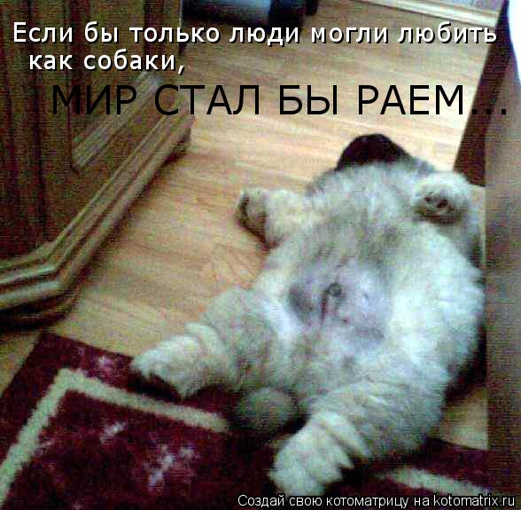 Если бы только люди могли любить как собаки, МИР СТАЛ БЫ РАЕМ...... Котоматрица: Если бы только люди могли любить как собаки, МИР СТАЛ БЫ РАЕМ...