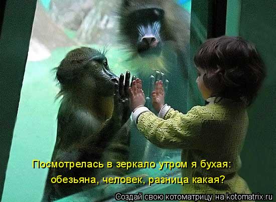 Котоматрица: обезьяна, человек, разница какая? Посмотрелась в зеркало утром я бухая: