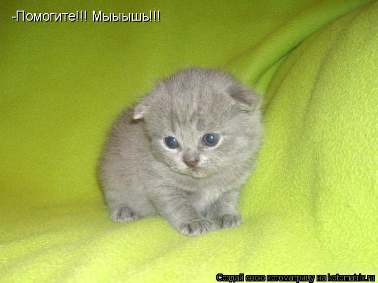 -Помогите!!! Мыыышь!!!... Котоматрица: -Помогите!!! Мыыышь!!!