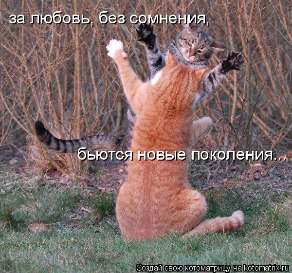 Котоматрица: за любовь, без сомнения,  бьются новые поколения...
