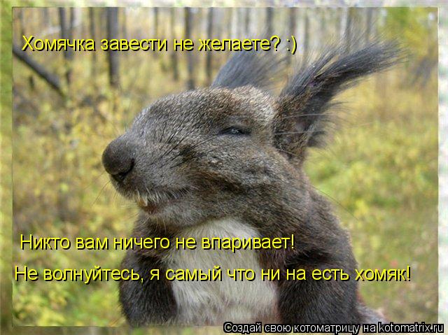 Хомячка завести не желаете? :) Никто вам ничего не впаривает! Не волнуйтесь, я самый что ни на есть х... Котоматрица: Хомячка завести не желаете? :) Никто вам ничего не впаривает! Не волнуйтесь, я самый что ни на есть хомяк!