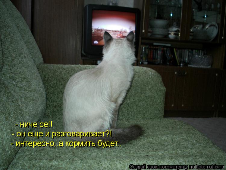 - ниче се!! - он еще и разговаривает?! - интересно..а кормить будет..... Котоматрица: - ниче се!! - он еще и разговаривает?! - интересно..а кормить будет..