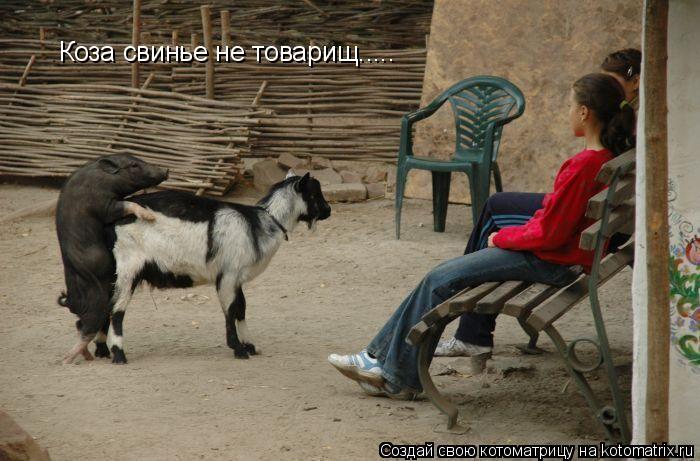 Коза свинье не товарищ........ Котоматрица: Коза свинье не товарищ.....