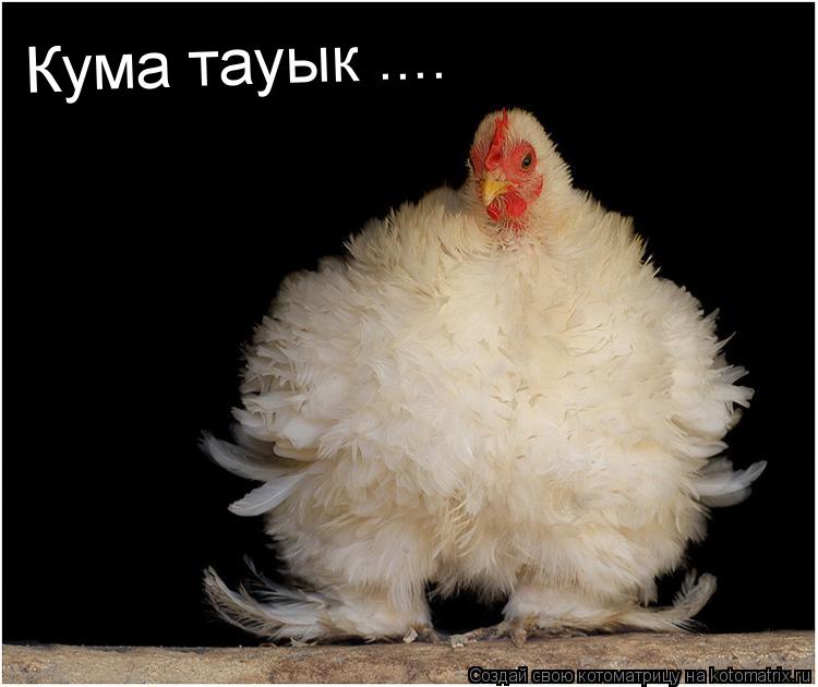 Кума тауык ....... Котоматрица: Кума тауык ....