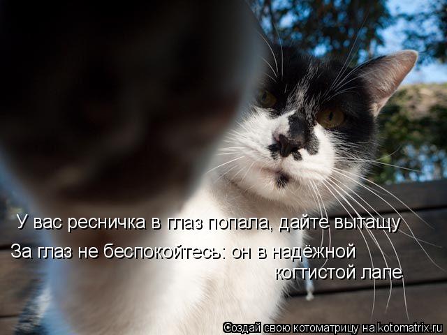 У вас ресничка в глаз попала, дайте вытащу За глаз не беспокойтесь: он в надёжной когтистой лапе... Котоматрица: У вас ресничка в глаз попала, дайте вытащу За глаз не беспокойтесь: он в надёжной когтистой лапе